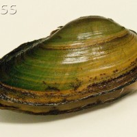 Swollen River Mussel
